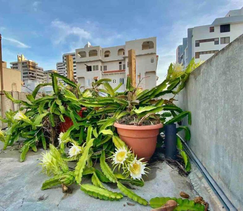 Fresh Tropical Colonial Style Walk-Up- Rooftop Terrace- Beach View San Juan Buitenkant foto