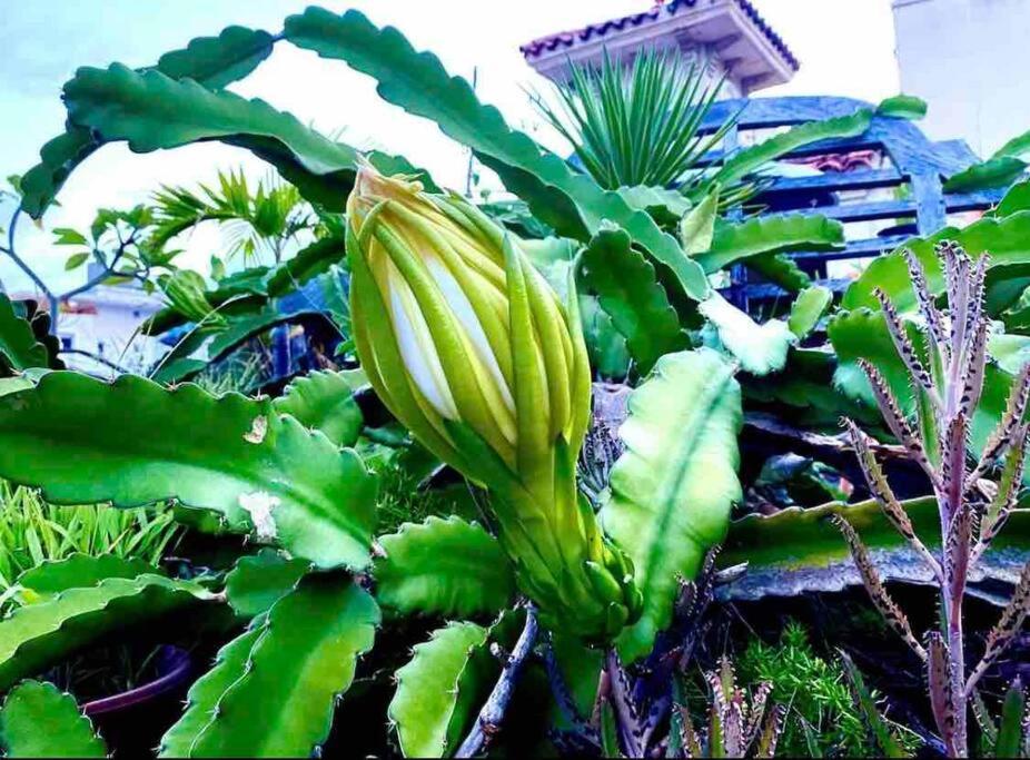 Fresh Tropical Colonial Style Walk-Up- Rooftop Terrace- Beach View San Juan Buitenkant foto